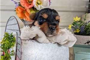 Diane - puppy for sale
