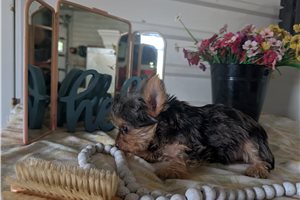 Malachi - Yorkshire Terrier - Yorkie for sale
