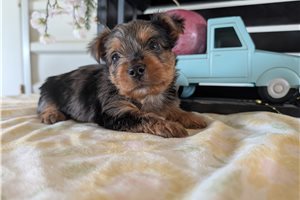 Miles - Yorkshire Terrier - Yorkie for sale