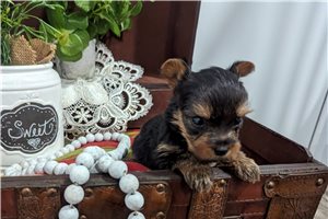 Rolf - Yorkshire Terrier - Yorkie for sale