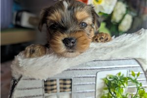 Dexter - Yorkshire Terrier - Yorkie for sale