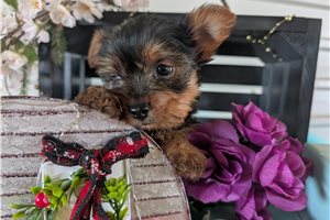 Maeve - Yorkshire Terrier - Yorkie for sale