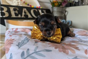 Don - puppy for sale