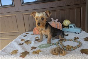 Eric - Yorkshire Terrier - Yorkie for sale