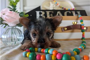 Crispy - Yorkshire Terrier - Yorkie for sale