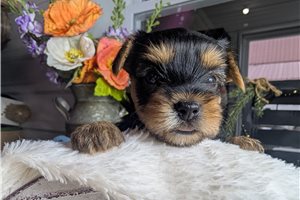 Diane - Yorkshire Terrier - Yorkie for sale