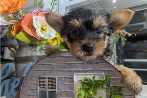 Diane - puppy for sale