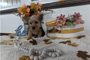 Cali - Yorkshire Terrier - Yorkie for sale