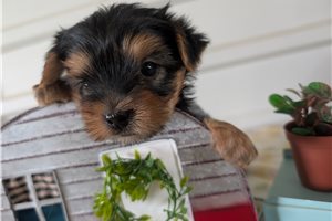 Brink - Yorkshire Terrier - Yorkie for sale