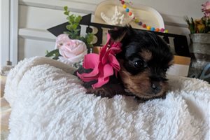 Peony - Yorkshire Terrier - Yorkie for sale