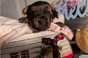 North - puppy for sale