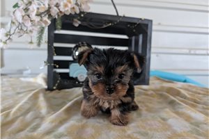 Maverick - puppy for sale