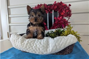 Herbert - Yorkshire Terrier - Yorkie for sale