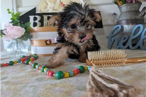 Brink - Yorkshire Terrier - Yorkie for sale