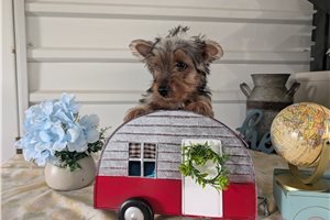 Crispy - Yorkshire Terrier - Yorkie for sale