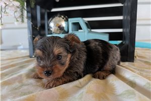 Maxwell - Yorkshire Terrier - Yorkie for sale