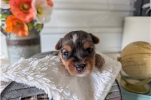 Dexter - puppy for sale