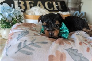 Moe - puppy for sale
