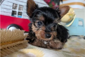 Peony - Yorkshire Terrier - Yorkie for sale
