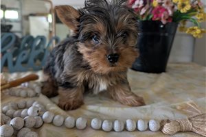 Maxwell - Yorkshire Terrier - Yorkie for sale