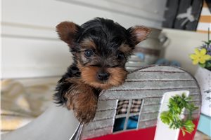 Don - Yorkshire Terrier - Yorkie for sale