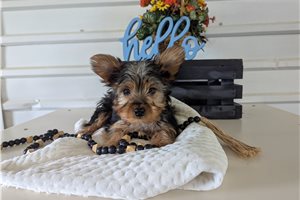 Hero - Yorkshire Terrier - Yorkie for sale