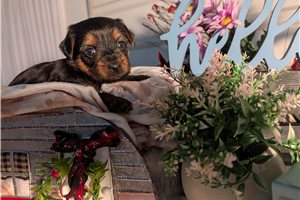 Nori - Yorkshire Terrier - Yorkie for sale