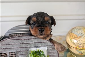 Cliff - puppy for sale