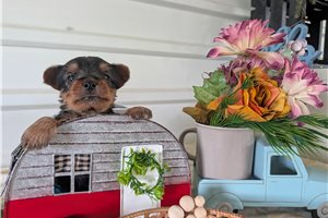 Crispy - puppy for sale