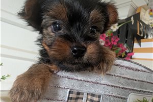 Moe - Yorkshire Terrier - Yorkie for sale