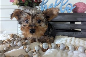 Herman - Yorkshire Terrier - Yorkie for sale