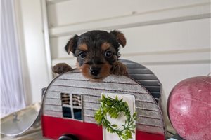 Cleo - Yorkshire Terrier - Yorkie for sale