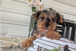 Miles - Yorkshire Terrier - Yorkie for sale