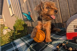 Elmo - puppy for sale