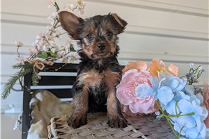 Nori - Yorkshire Terrier - Yorkie for sale