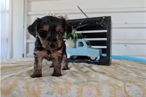 Nori - Yorkshire Terrier - Yorkie for sale