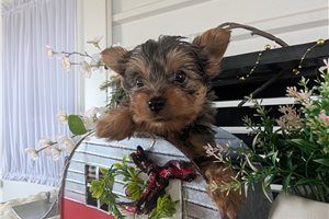 Maxwell - Yorkshire Terrier - Yorkie for sale