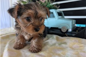 Madison - Yorkshire Terrier - Yorkie for sale