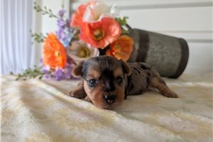 Dana - Yorkshire Terrier - Yorkie for sale