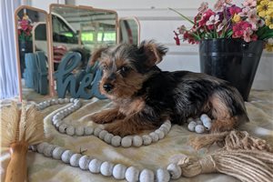 Miles - Yorkshire Terrier - Yorkie for sale
