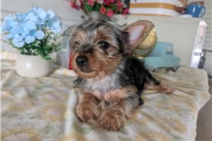 Crispy - Yorkshire Terrier - Yorkie for sale