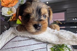 Dana - Yorkshire Terrier - Yorkie for sale