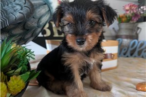 Cliff - Yorkshire Terrier - Yorkie for sale