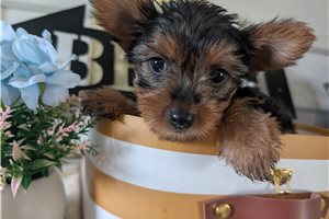 Cleo - Yorkshire Terrier - Yorkie for sale