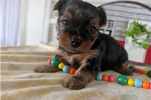 Coral - puppy for sale