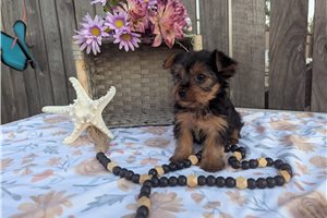 Caleah - puppy for sale
