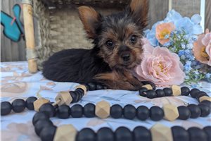 Calista - puppy for sale