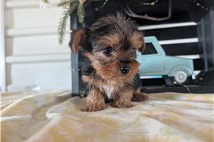 Matthew - Yorkshire Terrier - Yorkie for sale