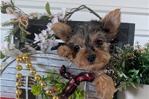 Malachi - Yorkshire Terrier - Yorkie for sale