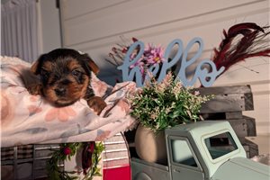 Norma - puppy for sale